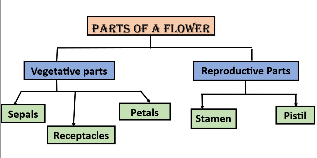Parts Of A Flower Diagram And Functions
