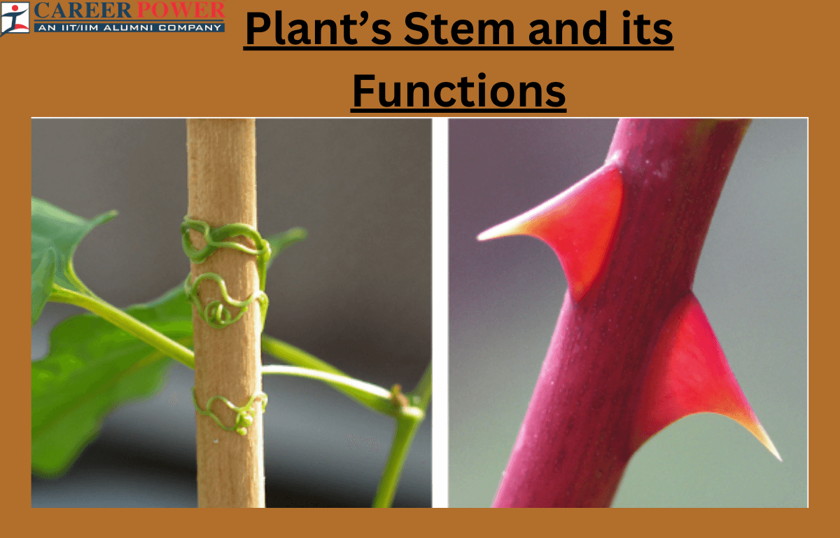 Plants Stems Structure Function Of A Stem Types Modifications