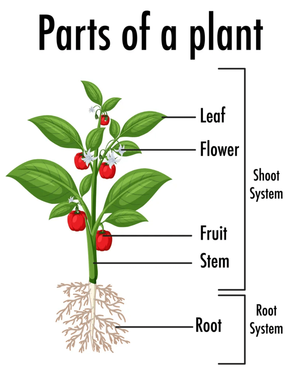 Parts Of Plants Diagram