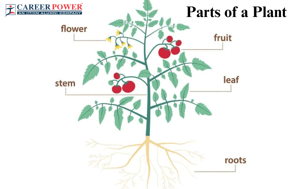 Parts Of A Plant Diagram Functions And Plants Types