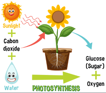 Photosynthesis Definition, Equation, Diagram, Process_3.1