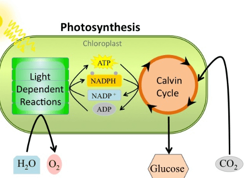 Photosynthesis Definition, Equation, Diagram, Process_4.1