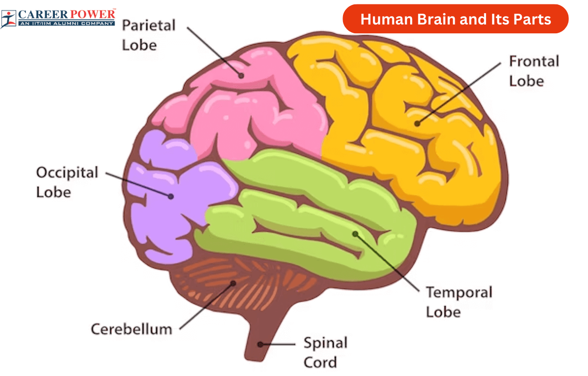 ANS 206 Brain Diagram Diagram