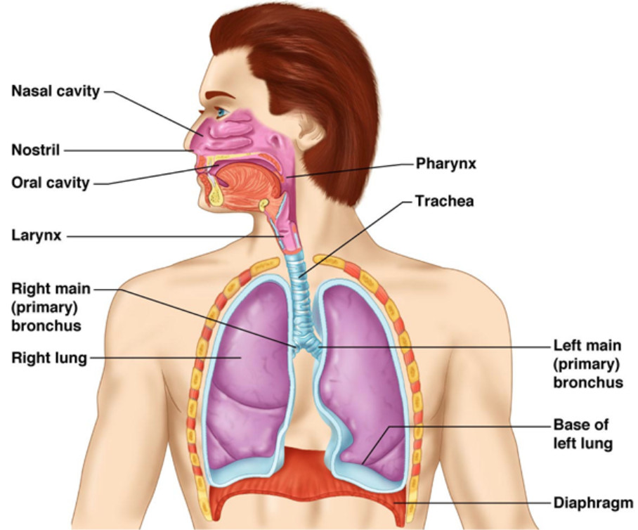Transport of Gases in Human Body during Respiration_3.1
