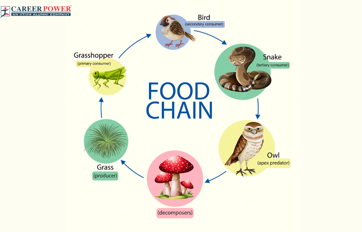 descriptive essay about food chain