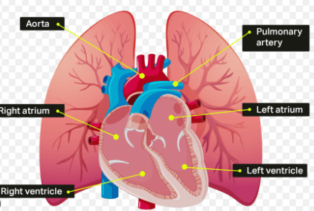 Human Heart Structure, Function, Diagram and Working_4.1
