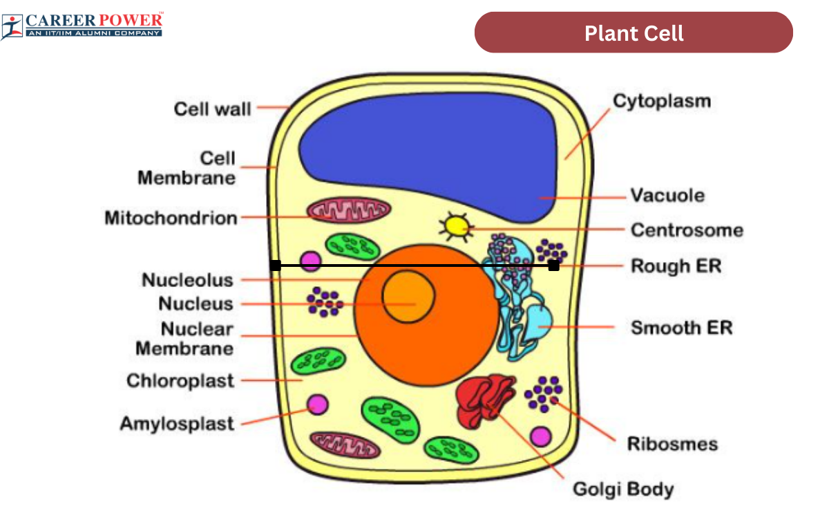 Plant cell diagram drawing step by step l How to draw Plant cell diagram  with labels - YouTube