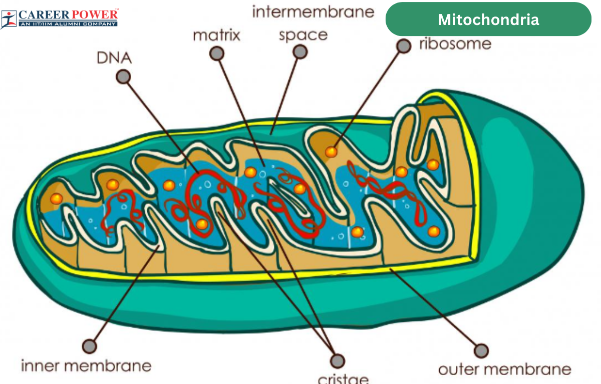 Mitochondria: Definition, Functions, Diagram, Structure And Parts