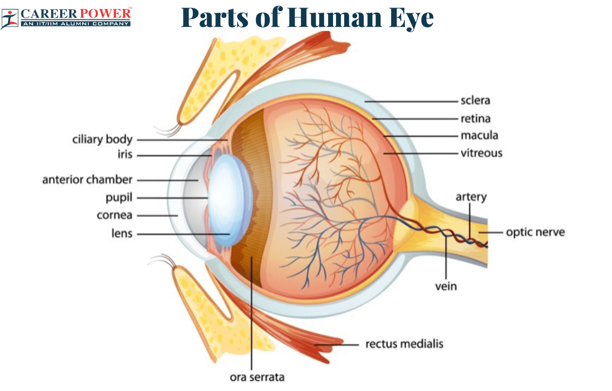 Parts Of The Eye And Their Functions