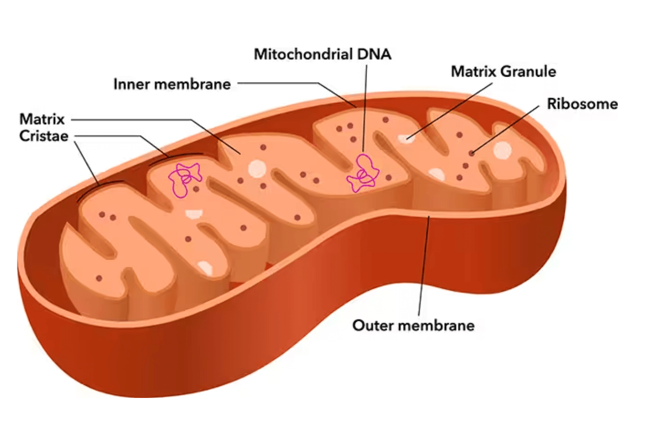 Mitochondria: Definition, Functions, Diagram, Structure and Parts_3.1