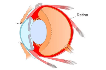 Parts of the Eye and Their Functions_8.1