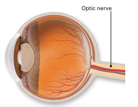 Parts of the Eye and Their Functions_10.1