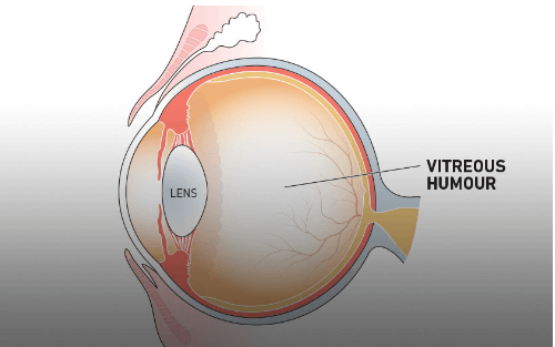 Parts of the Eye and Their Functions_11.1