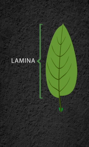 Parts of a Leaf Their Structure and Functions with Diagram_5.1