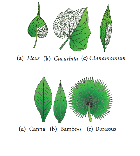 Parts of a Leaf Their Structure and Functions with Diagram_7.1