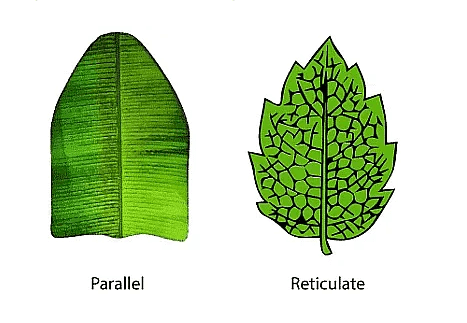 Parts of a Leaf Their Structure and Functions with Diagram_8.1