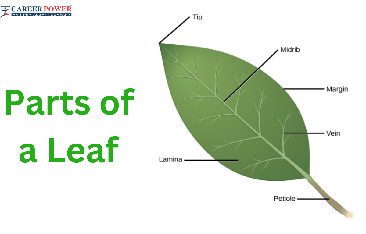 Parts Of A Leaf Their Structure And Functions With Diagram