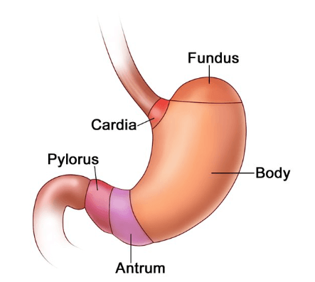 Parts of the Stomach and Their Functions_4.1