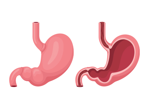 Parts of the Stomach and Their Functions_3.1