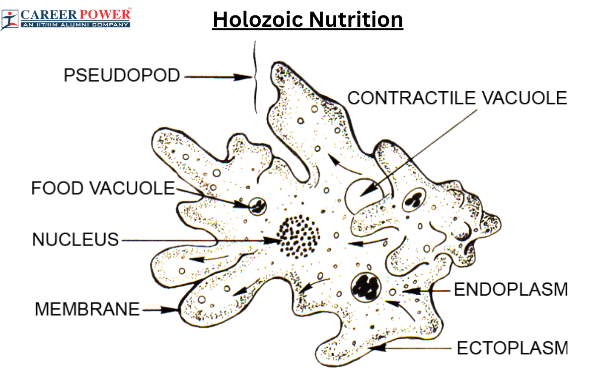 Holozoic Nutrition
