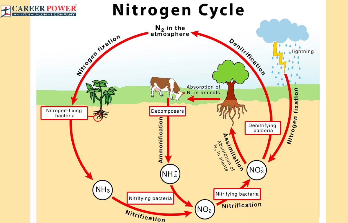 nitrogen cycle definition