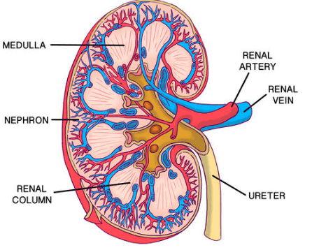 Structure of Kidney_4.1