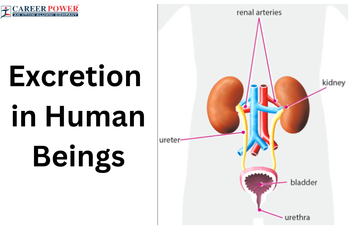 Excretion in Human Beings