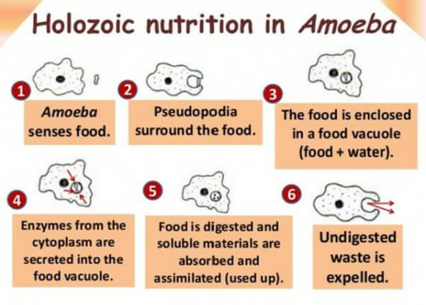 Holozoic Nutrition, Definition, Examples and its Process_3.1