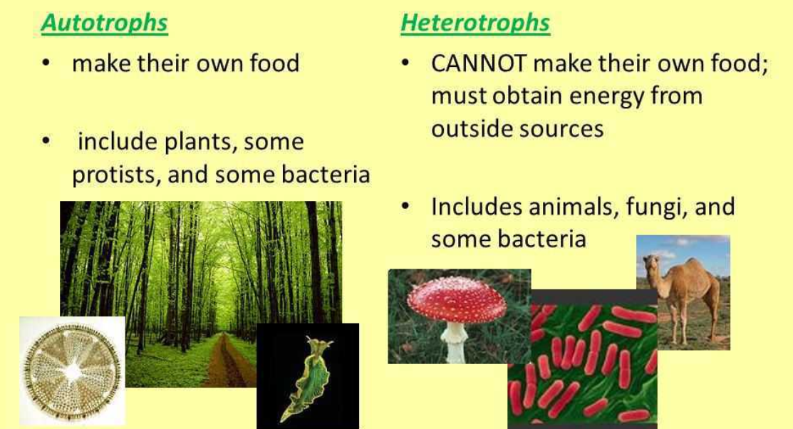 Nutrition in Plants, Types, Modes and Functions_3.1
