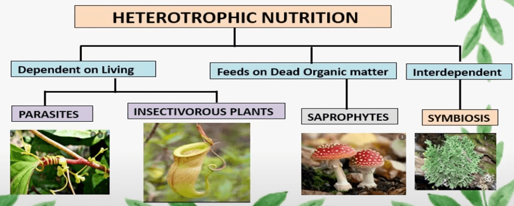 Nutrition in Plants, Types, Modes and Functions_6.1
