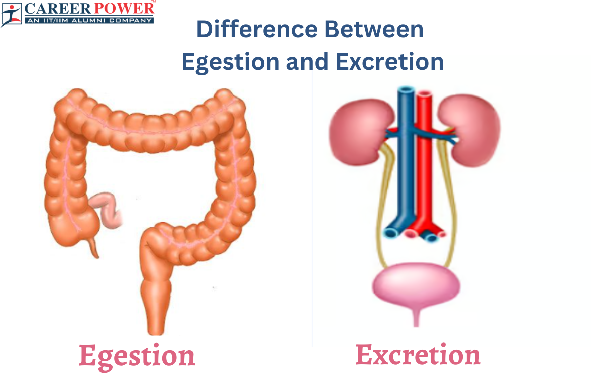 Difference Between Egestion and Excretion