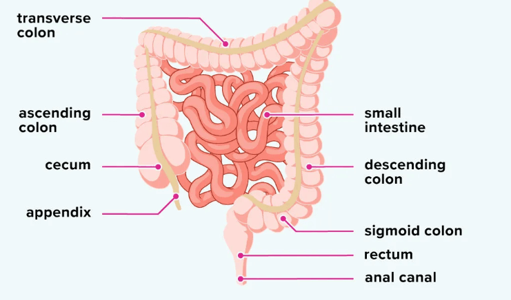 Premium Vector | Large intestine vector illustration colon eps 10
