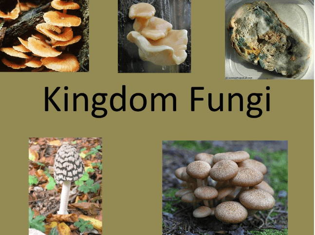 Kingdom Fungi Characteristics, Example, and Diagram_3.1