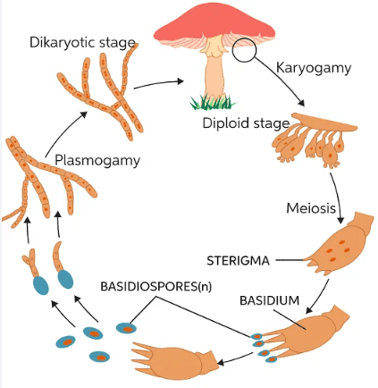 Kingdom Fungi Characteristics, Example, and Diagram_6.1