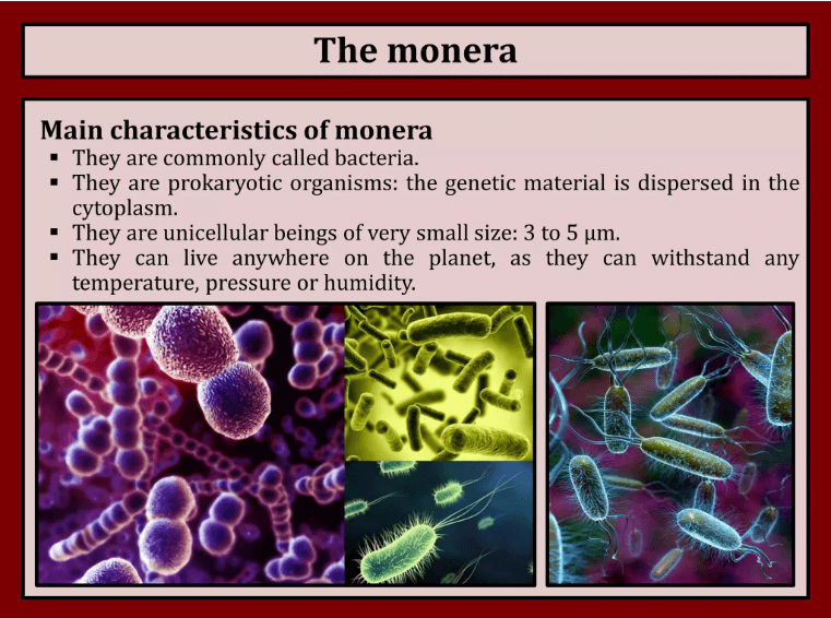 Kingdom Monera Examples, Characteristics, Definition, and Diagram_5.1