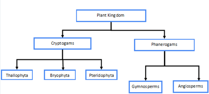 Plant Kingdom: Classification, Examples, and Characteristics_4.1