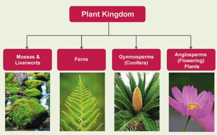 Plant Kingdom: Classification, Examples, and Characteristics_3.1
