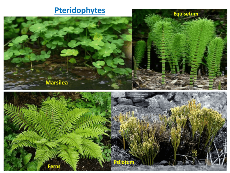 Plant Kingdom: Classification, Examples, and Characteristics_7.1