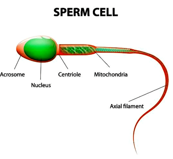 Sexual Reproduction: Types, Examples, and Advantages_4.1