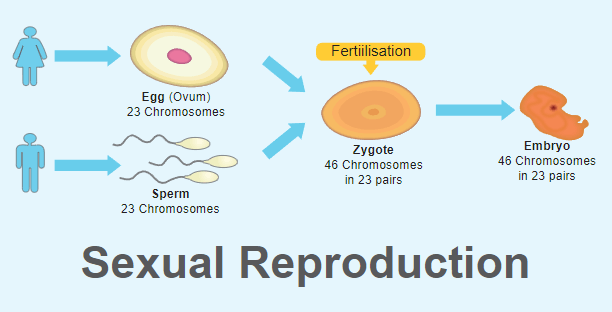 Sexual Reproduction: Types, Examples, and Advantages_3.1