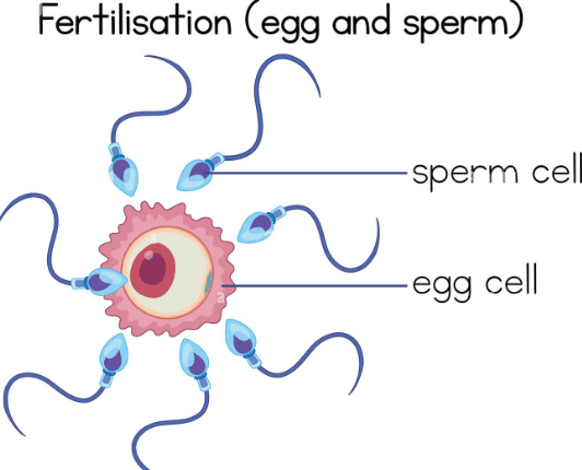 Sexual Reproduction: Types, Examples, and Advantages_6.1
