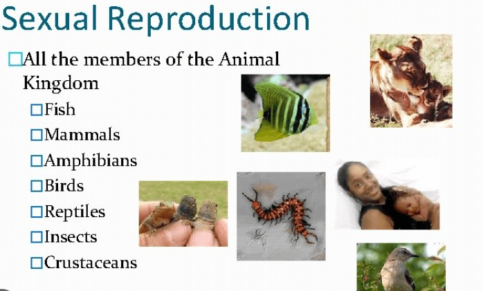 Sexual Reproduction: Types, Examples, and Advantages_7.1