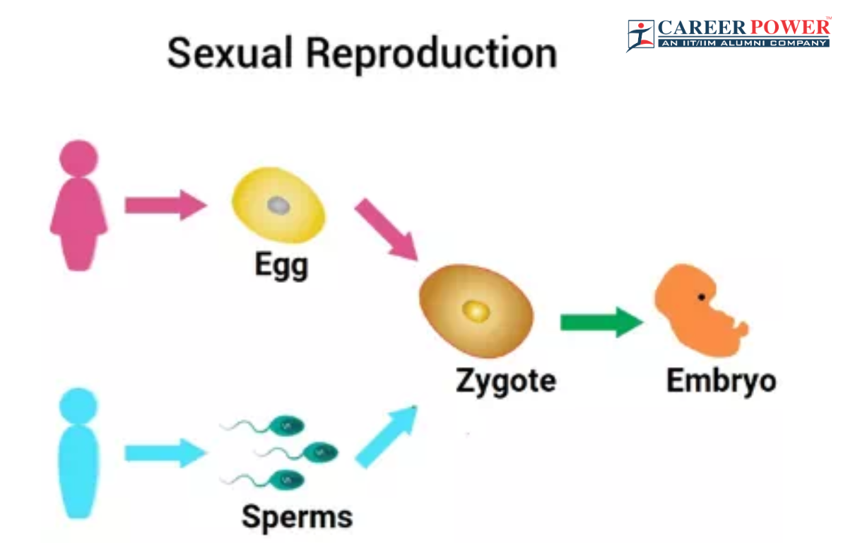 Sexual Reproduction Types Examples And Advantages 4763