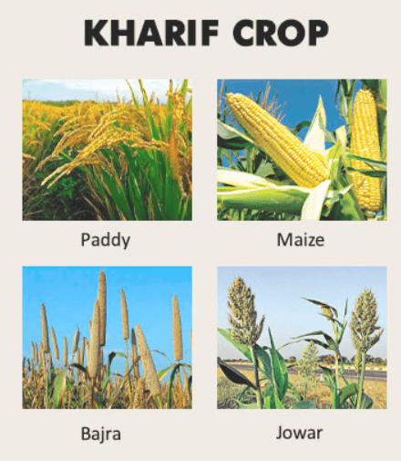 Difference Between Rabi and Kharif Crops_3.1