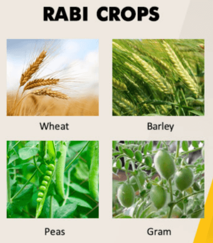 Difference Between Rabi and Kharif Crops_4.1