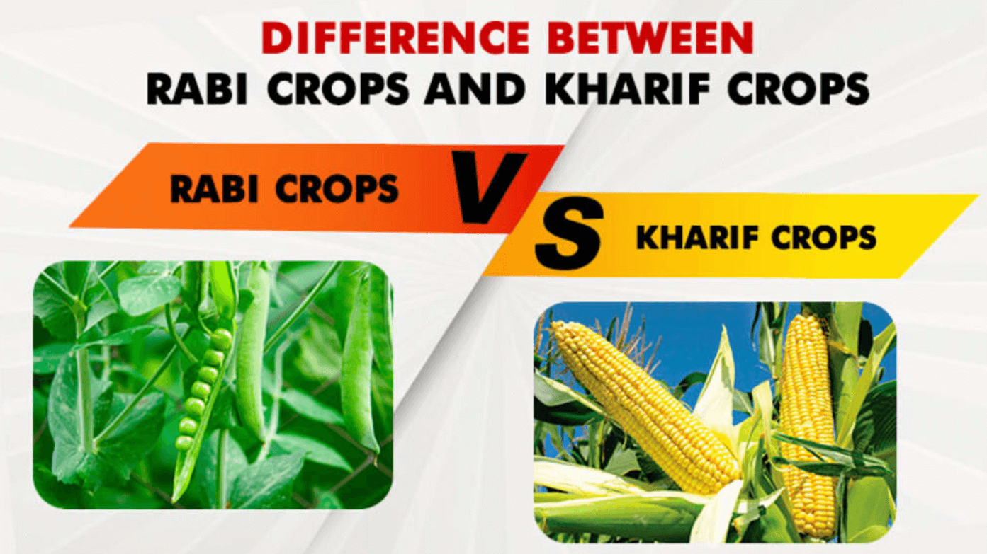 Difference Between Rabi and Kharif Crops_5.1