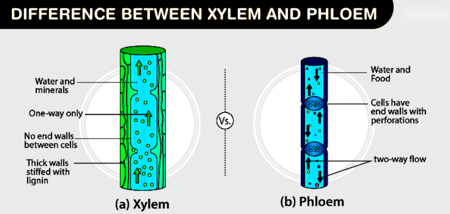 Difference Between Xylem and Phloem_5.1