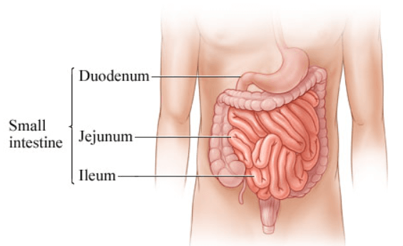 Small Intestine: Parts, Functions, and Diagram_5.1