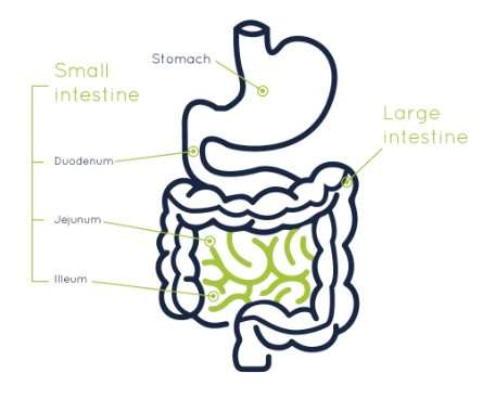 Small Intestine: Parts, Functions, and Diagram_4.1
