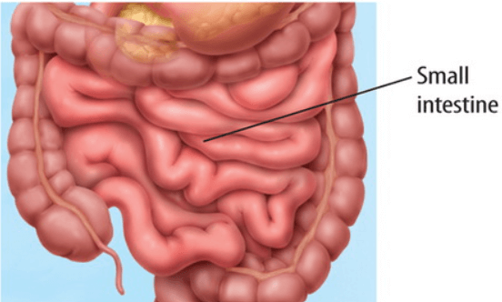 Difference Between Small Intestine and Large Intestine_4.1